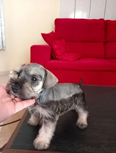 Schnauzer Macho