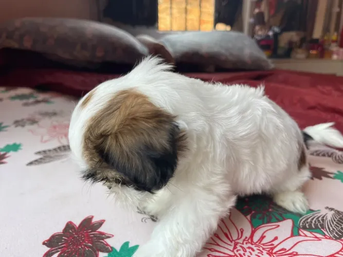 Vende se cachorrinha shih tzu