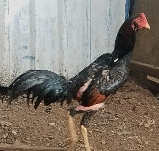 Frango top