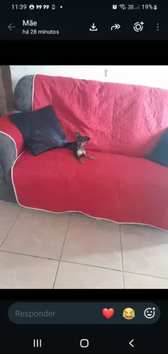Cachorro pinscher