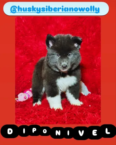 Husky siberiano mostly black