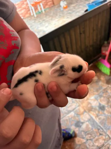 Vendo filhotes de coelho Mini Lion 