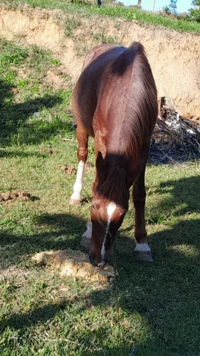 Cavalo marchador