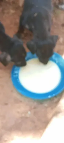 Doação de cachorros