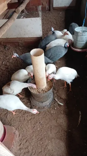 GALINHA D'ANGOLA BRANCA