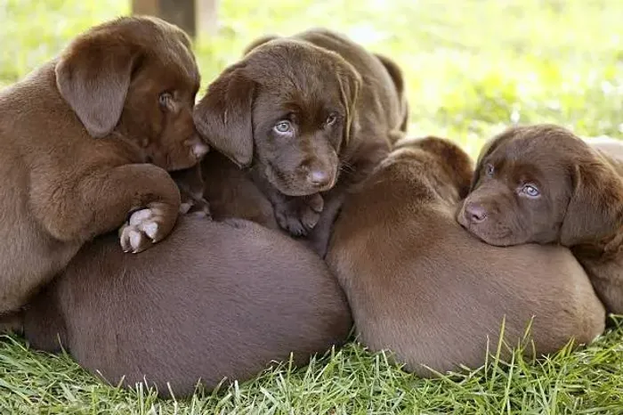 ? Labrador Retriever | Filhotes Carinhosos e Bem Socializados