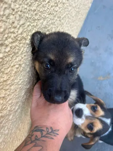 Filhote pastor alemão, Seus dias ficarão mais divertidos com um novo cãopanheiro!