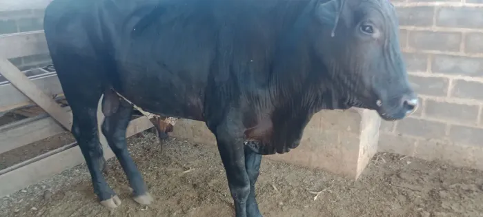 Vendo boi nelorado pra abate 