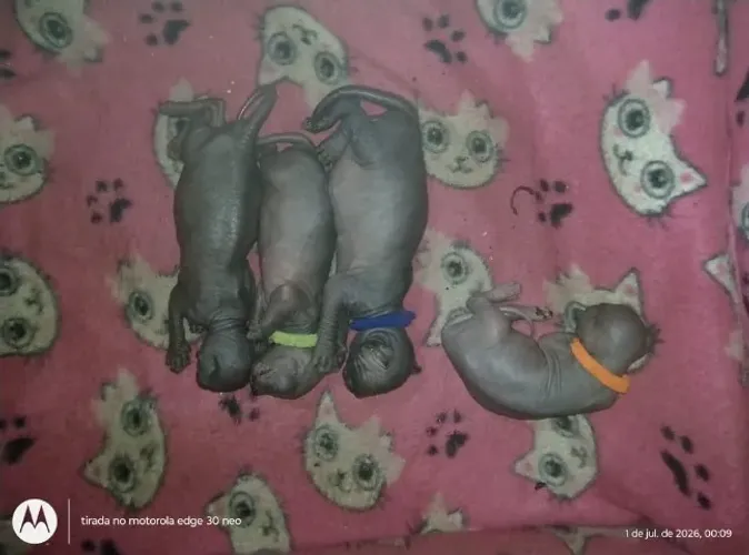 Filhotes de gato sphynx 