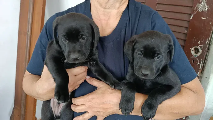 Animais de estimação