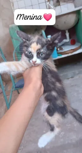 Gatinhos pra adotar