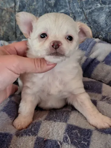 Chihuahua
