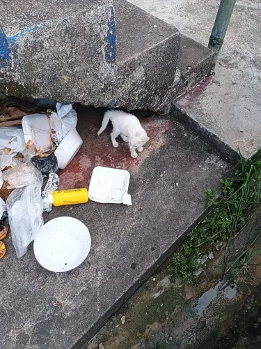 Gatinho para adoção 