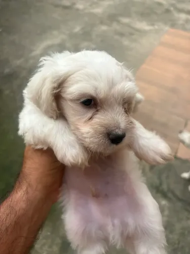 Filhote Poodle