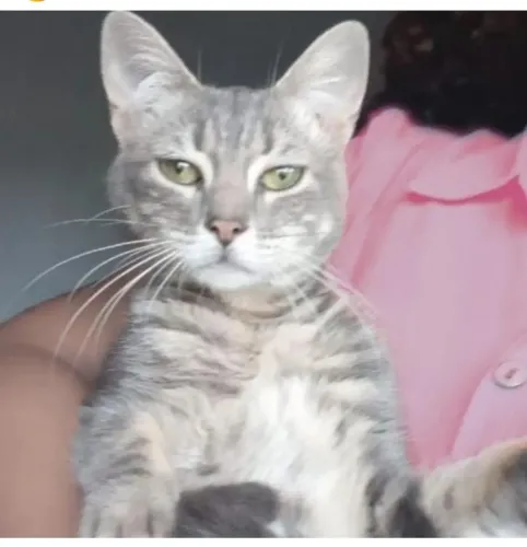 ADOTE linda gata cinza castradinha 8 meses