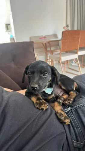 Cachorro para doação