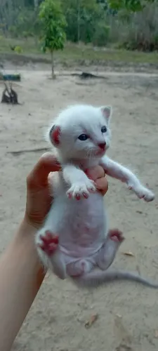 Gatinho filhote