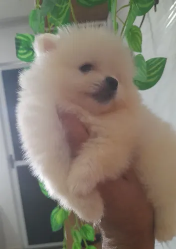 FILHOTE/SPITZ ALEMÃO ANÃO.(LULU DA POMERÂNIA)