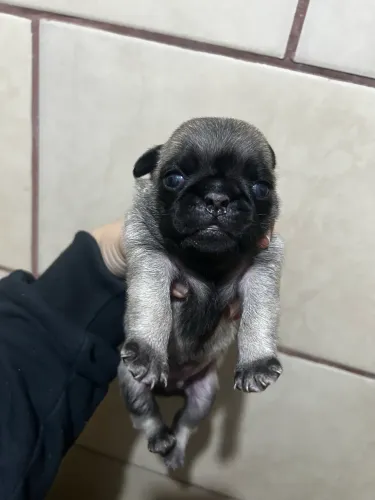 Último PUG MACHO para reserva 