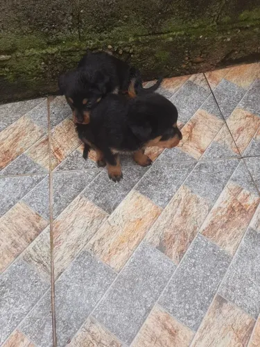 Rottweiler Pronto para receber muito carinho