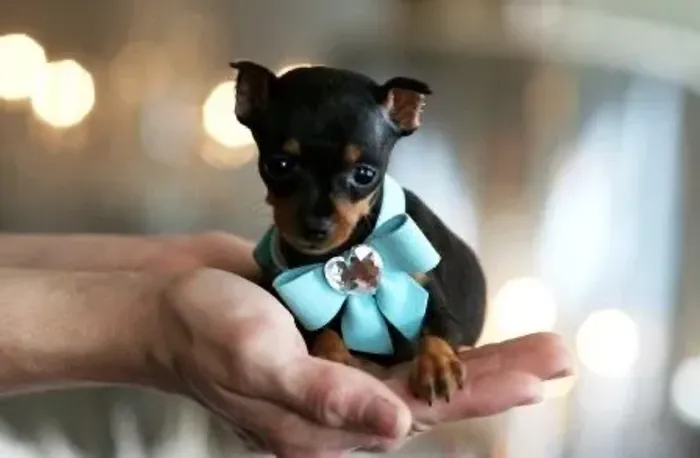 Pinscher disponível 