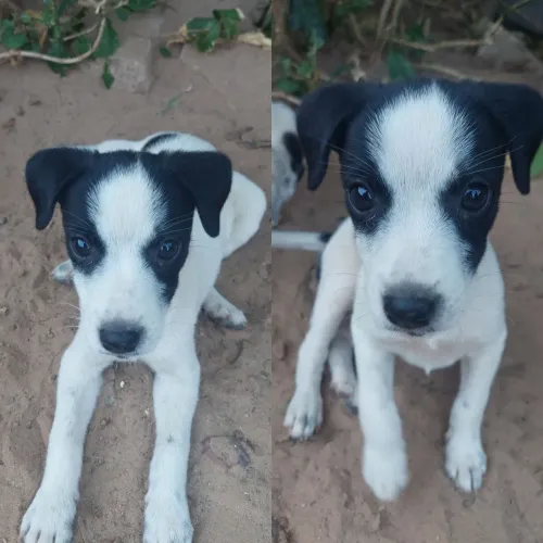 Lindas cachorrinhas para adoção