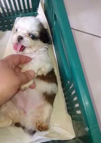 Vendas 