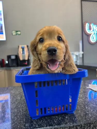 Filhotes Cocker Spaniel