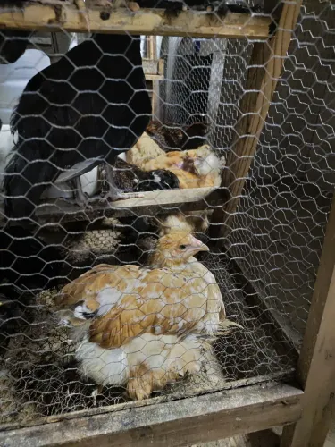 Frangos de Raça Polonesa, Brahma, Legorne, Mine Cochi e Campine