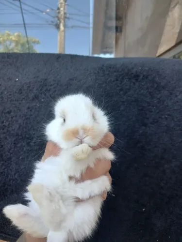 Mini lop uruguaio puros filhotes