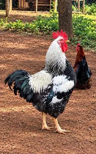 VENDO GALO BALÃO
