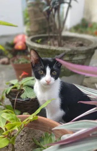 Gatinho macho frajola com 5 meses