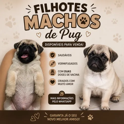Filhote de Pug macho