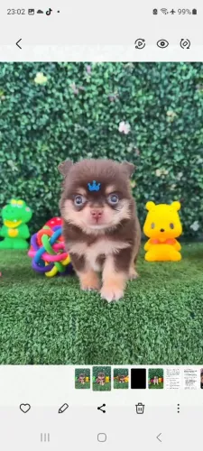 Chihuahua Macho Pelo Longo Porte Pequeno