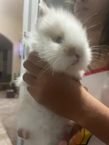Mini Lion fêmeas