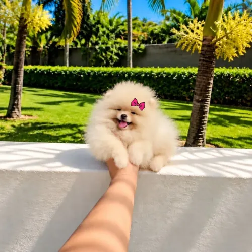 Lulu da Pomerânia Ursinhos de Bolsa