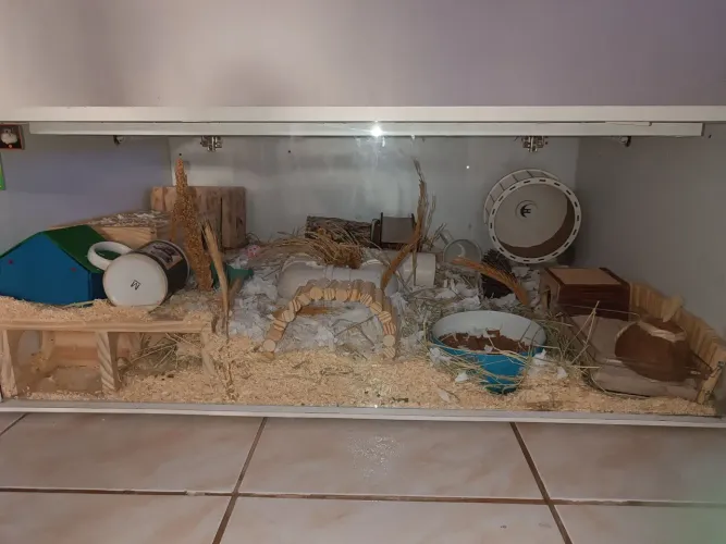 Terrario para roedores tamanho de100(largura)69(comprimento) 38(altura)