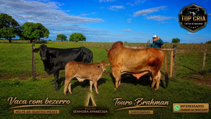 Vaca holandês 1/2 C/bezerro bramamh no pé + touro Brahman PO 19 arrobas Disponível 