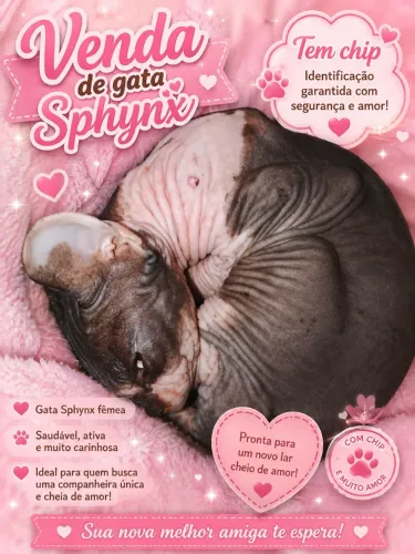 Vendo gatinha Sphynx fêmea 750 para hj