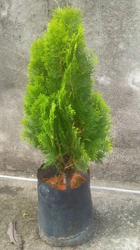 Pinheiro tuia