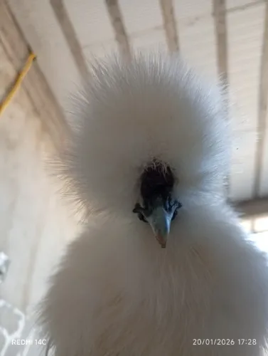 Venda de pintinho das raças sedosas do Japão, Brahma, Ayam Cemani e gigante de gersei
