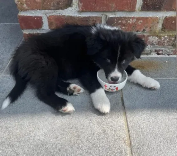 Filhotes de Border Collie | Filhotes sempre gentis.