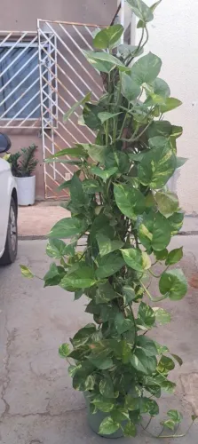 Planta jiboia