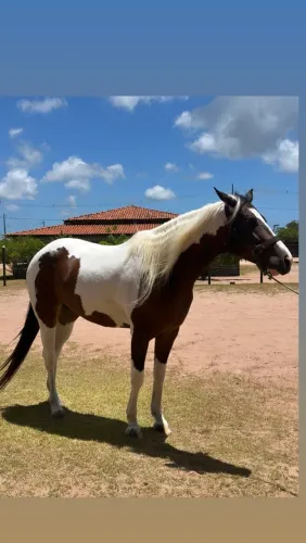 Égua Paint Horse