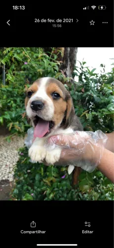 Beagle tricolor?