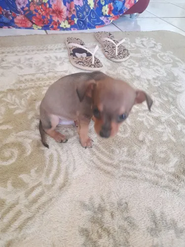 Pinscher macho