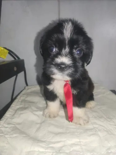 Poodle com Shitzu 