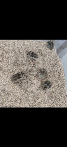 Hamsters chinês 