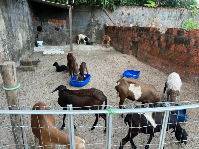 Vende-Se Lote de Ovinos 10 Ovelhas e 1 Carneiro Mistiso Dorper.