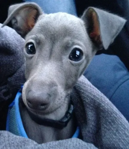 Galgo Italiano Machos e Femeas